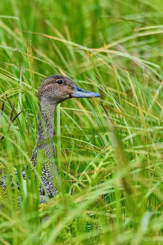 Northern pintail (Anas acuta) 2023 by TRinaud is licensed under CC 4.0.
